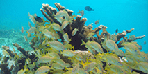 esnorquel en los arrecifes en cancun (Primera area)