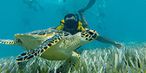 Turtle swim Cancun (3rd area)