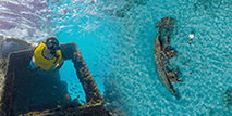 Snorkel on a Shipwreck (4th area)