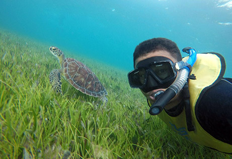 I swim with the turtles