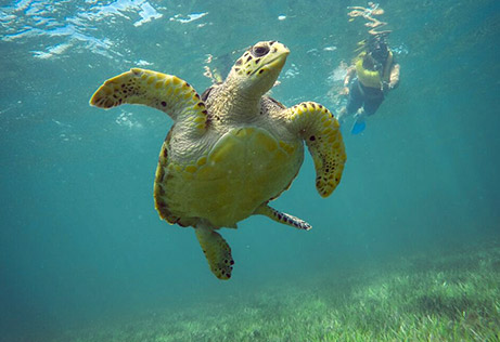 I swim with the turtles