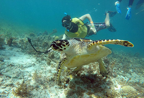 Tiburón Ballena en Cancún