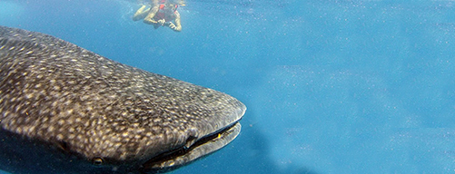 Whale Shark Cancun