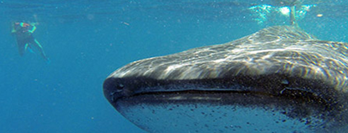 Tiburón Ballena en Cancún