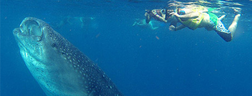 Tiburón Ballena en Cancún