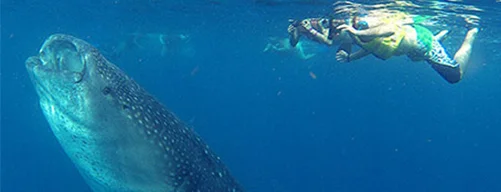 el mejor producto de snorkeling en cancun