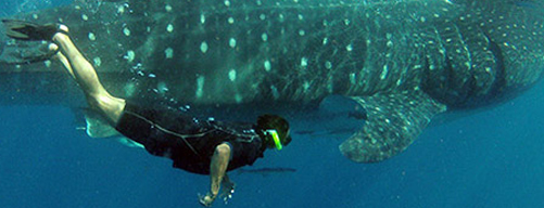 Whale Shark Cancun