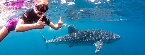 Swim with the whale shark in Cancun