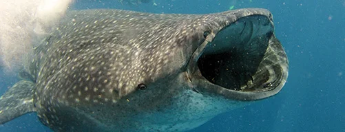 Swim with the whale shark in Cancun