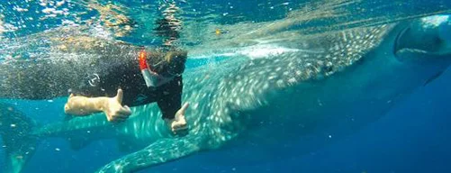 Swim with the whale shark in Cancun