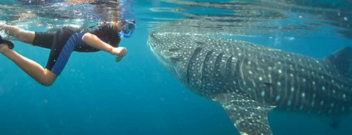 Swim with the whale shark in Cancun