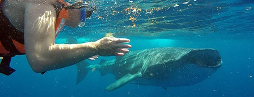 Swim with the whale shark in Cancun