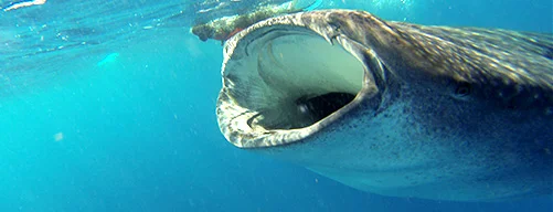 Swim with the whale shark in Cancun