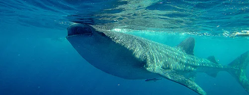 Swim with the whale shark in Cancun