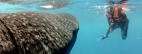 Swim with the whale shark in Cancun