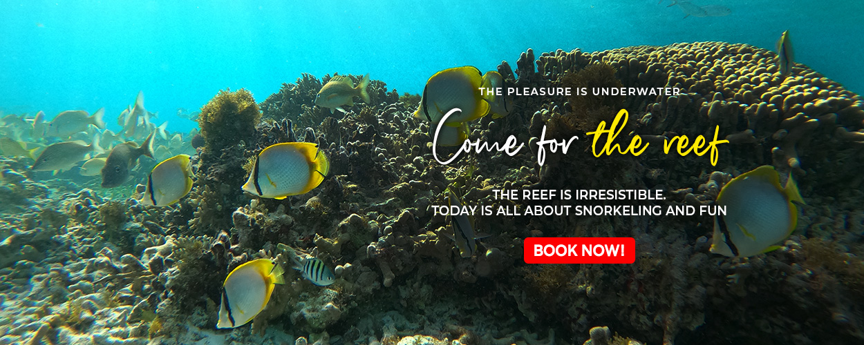Immerse Yourself in Excellence Unveiling the Best Cancun Snorkeling Tours
