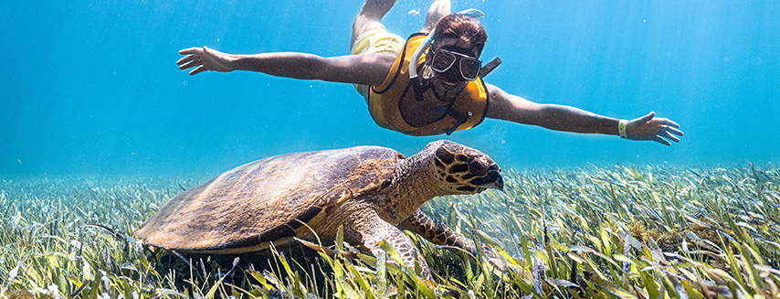 Visit a lively coral reef