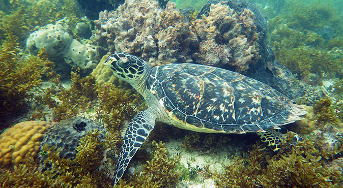 Total Snorkel Cancun