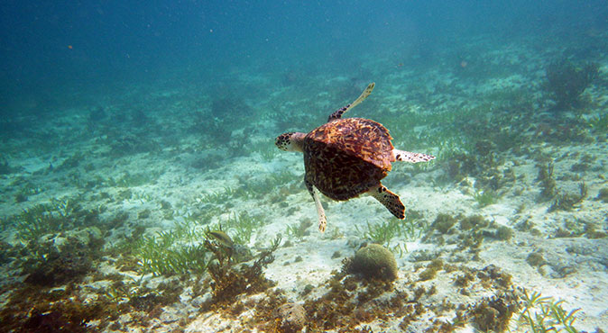 Cancun Underwater Museum Snorkeling
