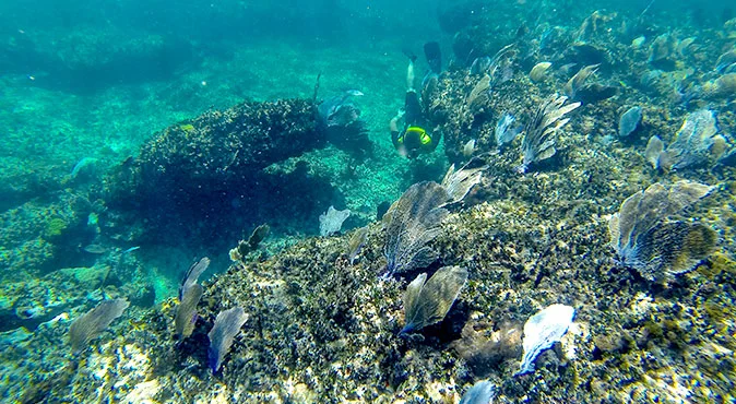 snorkeling en cancun