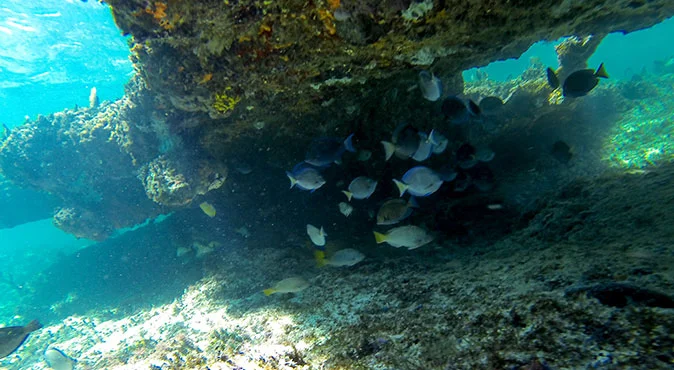 snorkeling en cancun