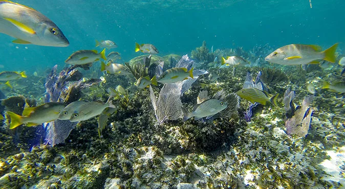 snorkeling en cancun