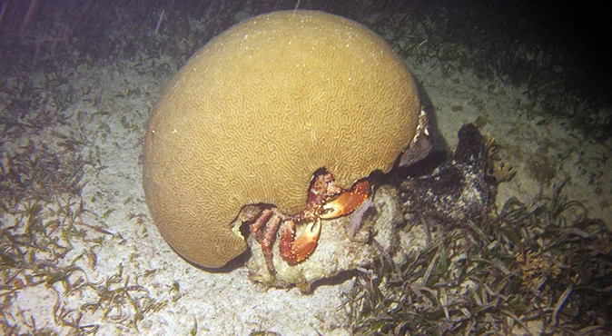 snorkeling en cancun