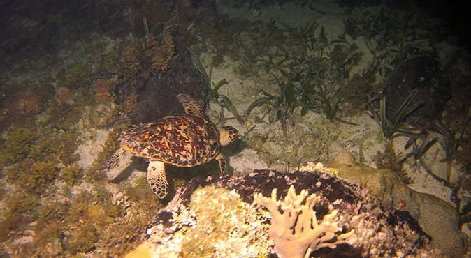 snorkeling en cancun