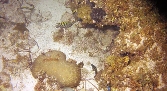 snorkeling en cancun