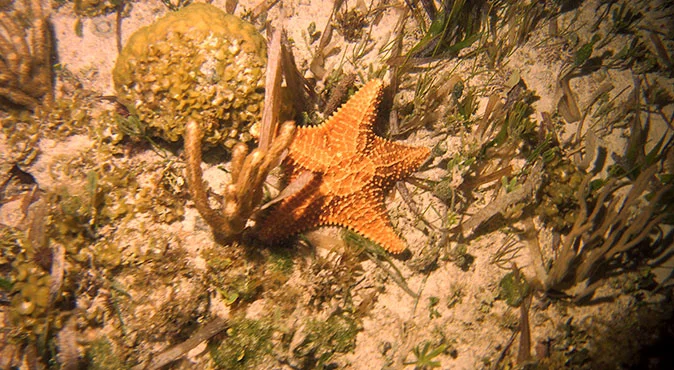 snorkeling en cancun