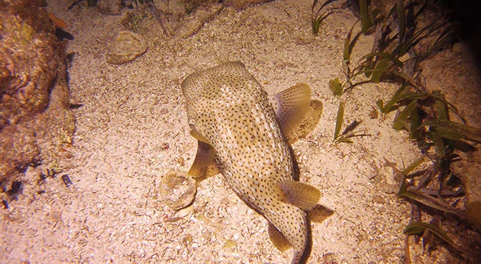 night swim in cancun