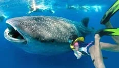 Cancun Swim With The Whale Sharks And Sea Turtles