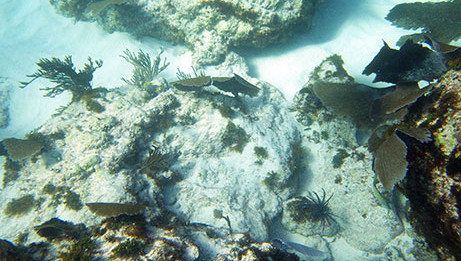 Enjoy the natural beauty underwater