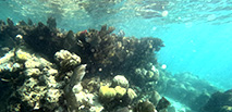 cancun reef snorkeling (first area)
