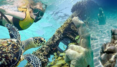 Cancun Reef, musa and Turtle Encounter Cancun Reef, musa and Turtle Encounter