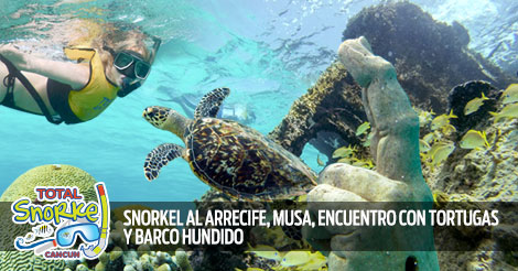 Esnórquel En Cancún Con Tortugas, Arrecife, Estatuas Submarinas, Naufragio Y Cenote Submarino