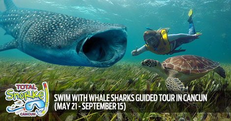 Private Swim With The Whale Shark Cancun Tour