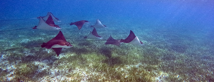 Snorkel plus