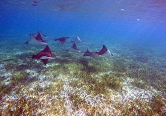 home  snorkel PLUS