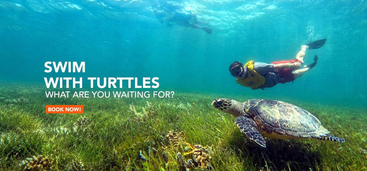 Immerse Yourself in Excellence Unveiling the Best Cancun Snorkeling Tours