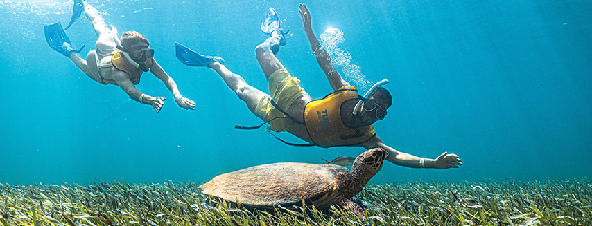 Jump and immerse into the beautiful caribbean water