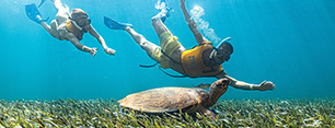 Snorkeling In Cancun With Turtles, Reef, Underwater Statues, Shipwreck And Underwater Cenote