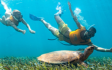 Snorkeling In Cancun With Turtles, Reef, Underwater Statues, Shipwreck And Underwater Cenote