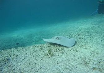 Total Snorkel Essential In Puerto