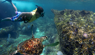 Image result for Going snorkeling in cancun