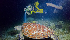 Night Time Cancun Snorkel Tour