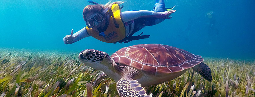 Swim with sea turtles