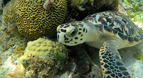 Swim with sea turtles on their natural habitat