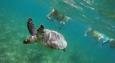 Swim with sea turtles