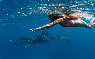Cancun Swim With The Whale Sharks And Sea Turtles